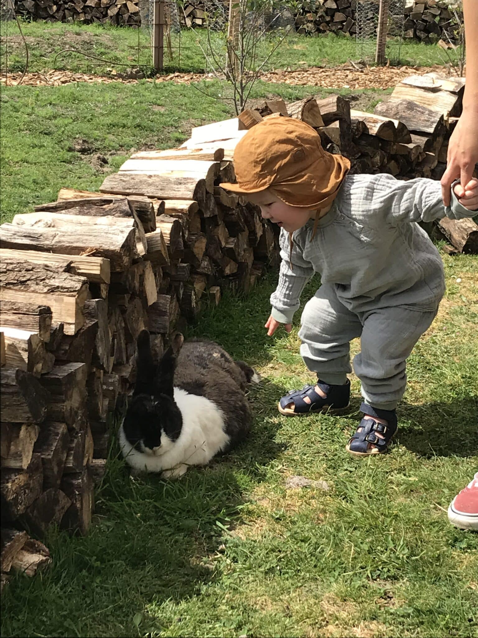 Dreng besøger kanin hos Ertebjerggaard